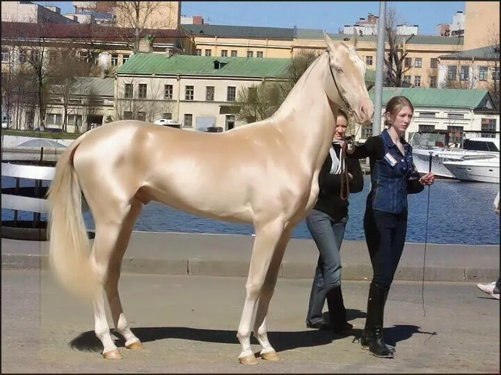#11. Aquarius (January 20 – February 18): The Akhal-Teke (Image Credits: Flickr)