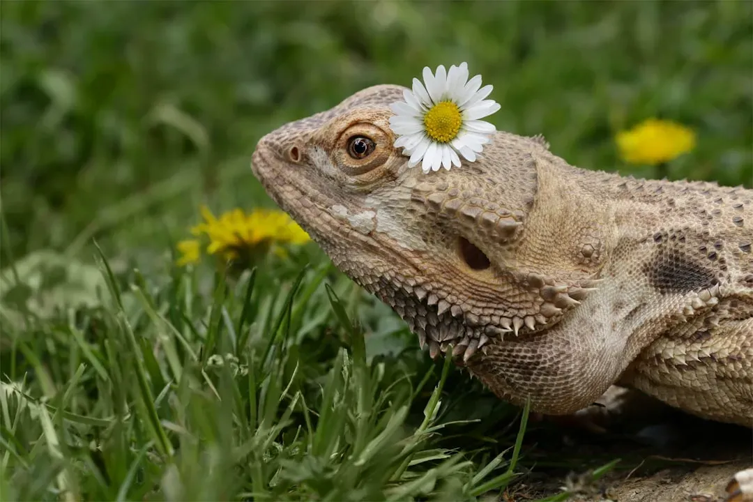 #10. Bearded Dragons (Image Credits: Unsplash)