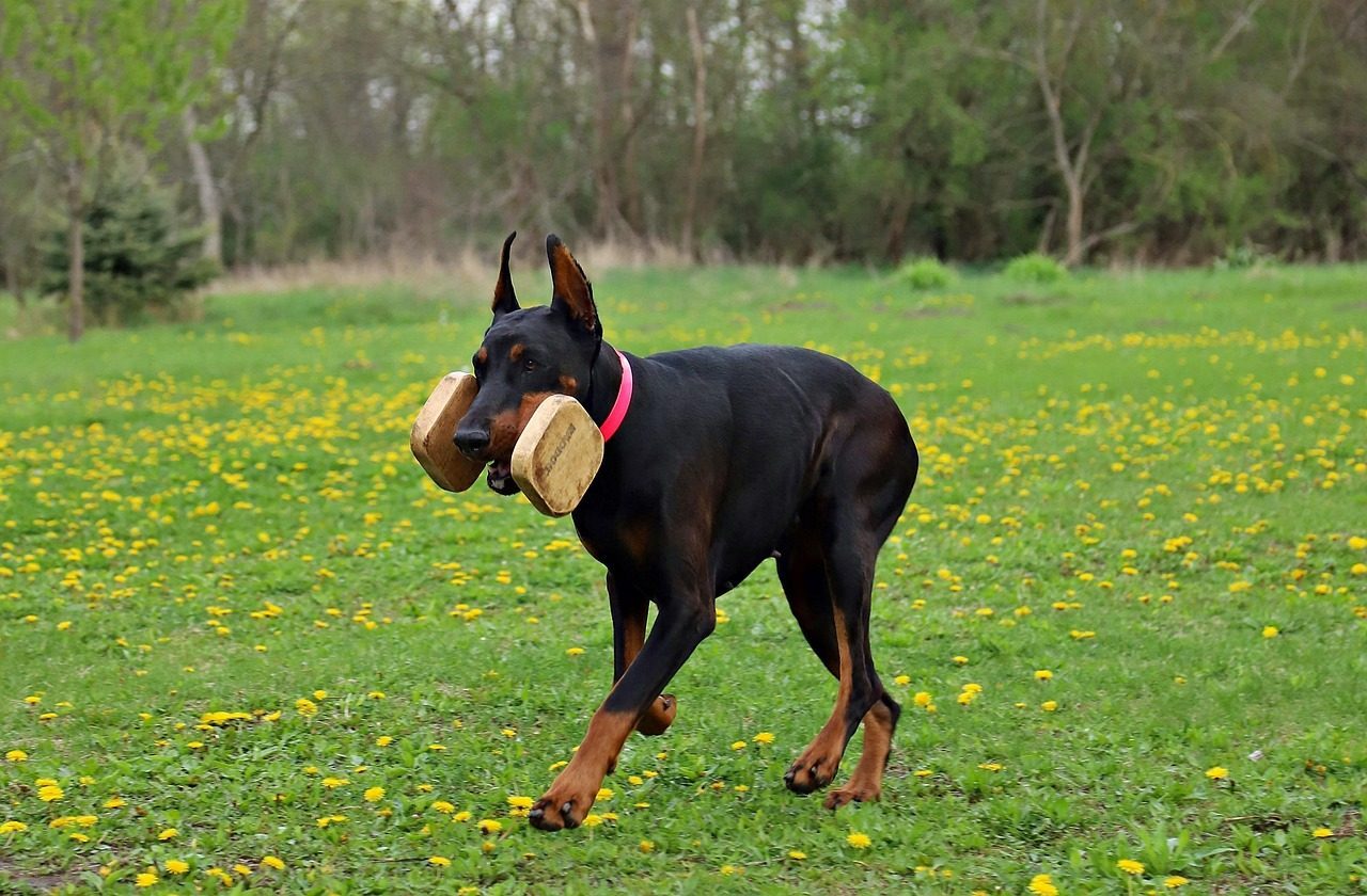 Doberman Pinscher (Image Credits: Pixabay)