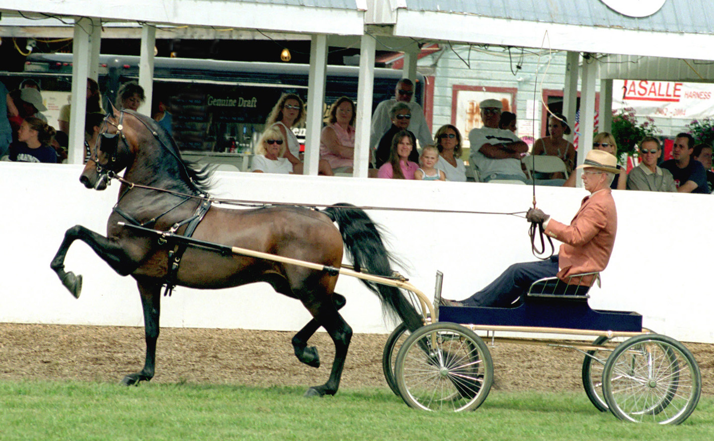 Morgan Horse: The Loyal Companion (Image Credits: Wikimedia)