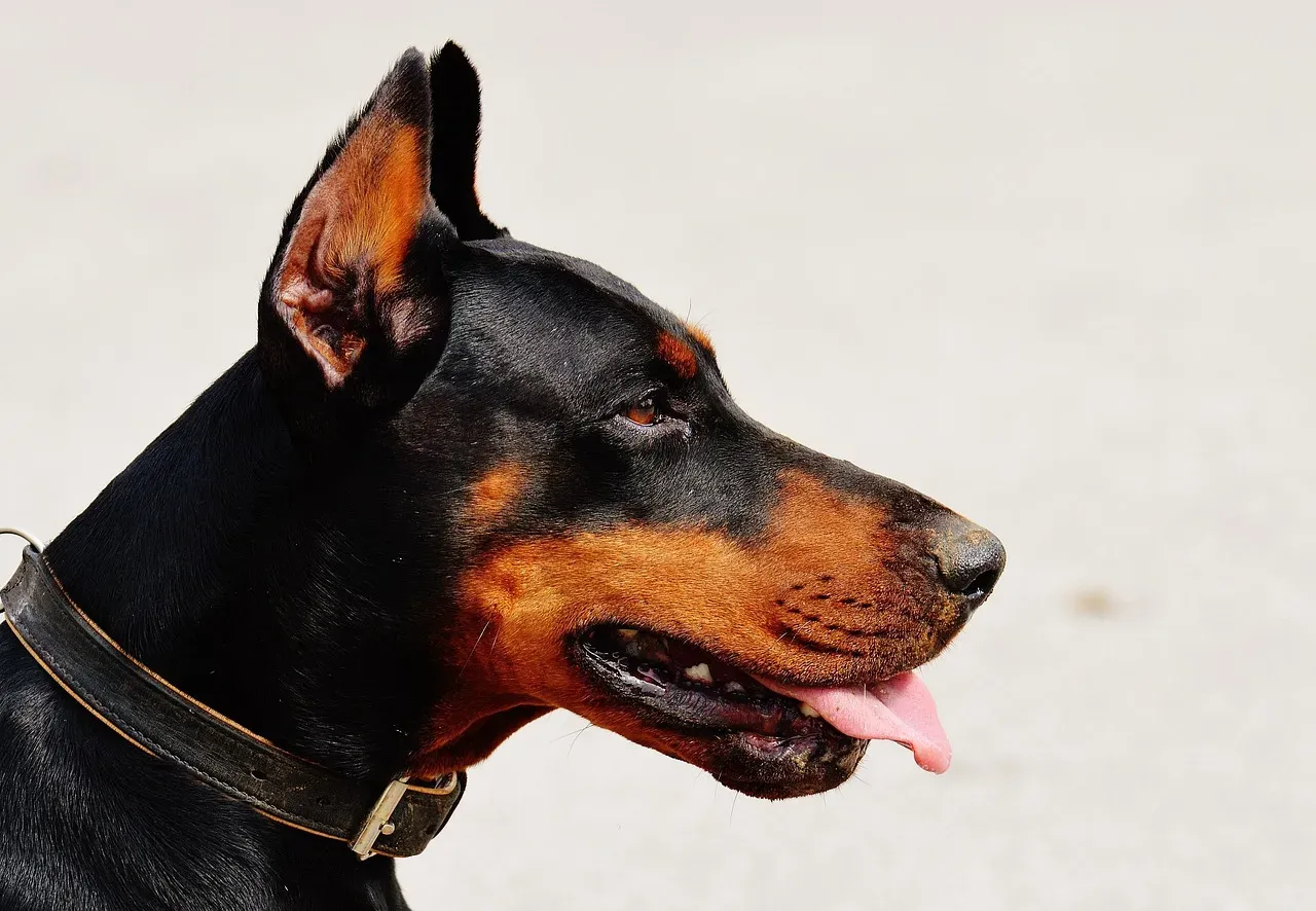 Doberman Pinscher: Lightning-Fast Guardian With Laser Focus (Image Credits: Pixabay)