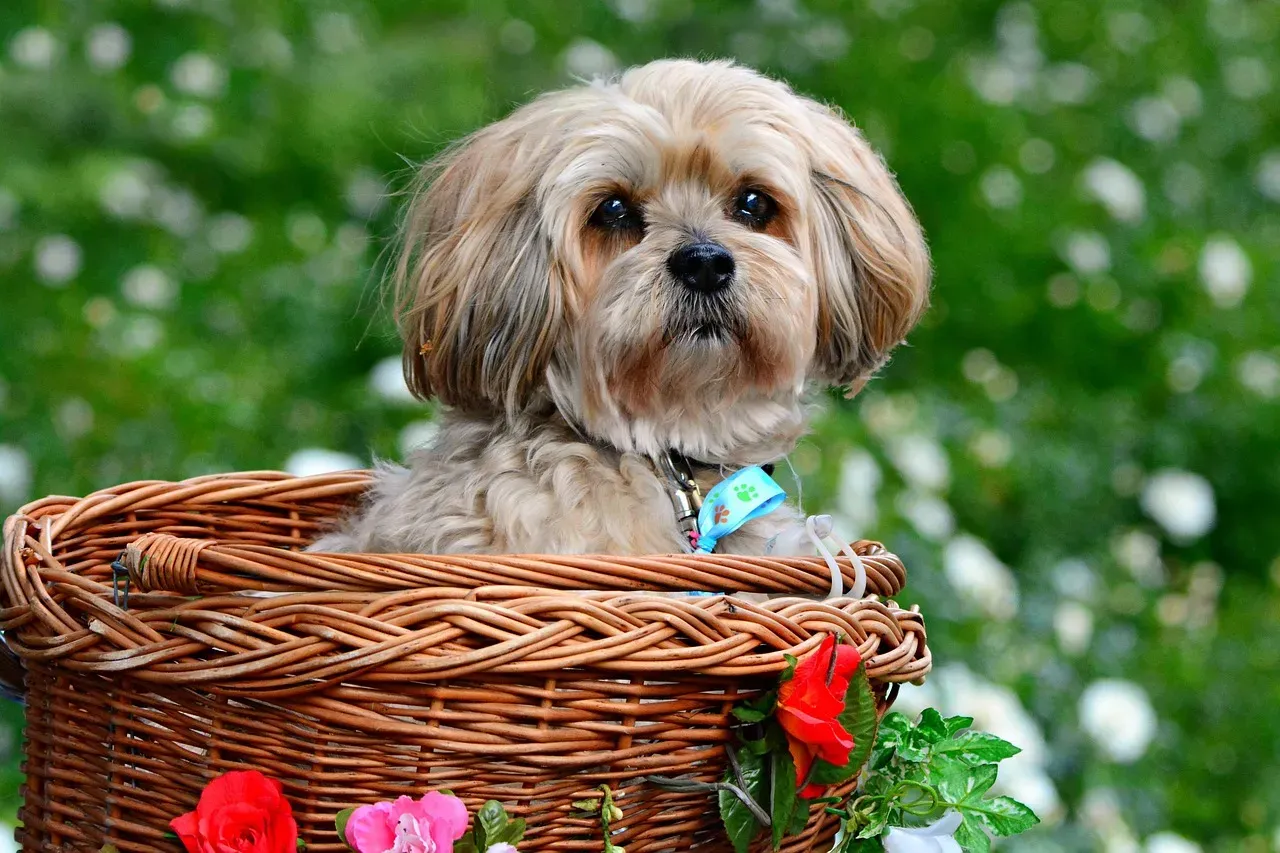 The Lhasa Apso: Fluffy Package With A Feisty Core (Image Credits: Pixabay)