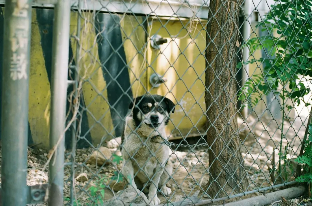 #9 How Much Time Your Dog Actually Spends Alone (Image Credits: Unsplash)