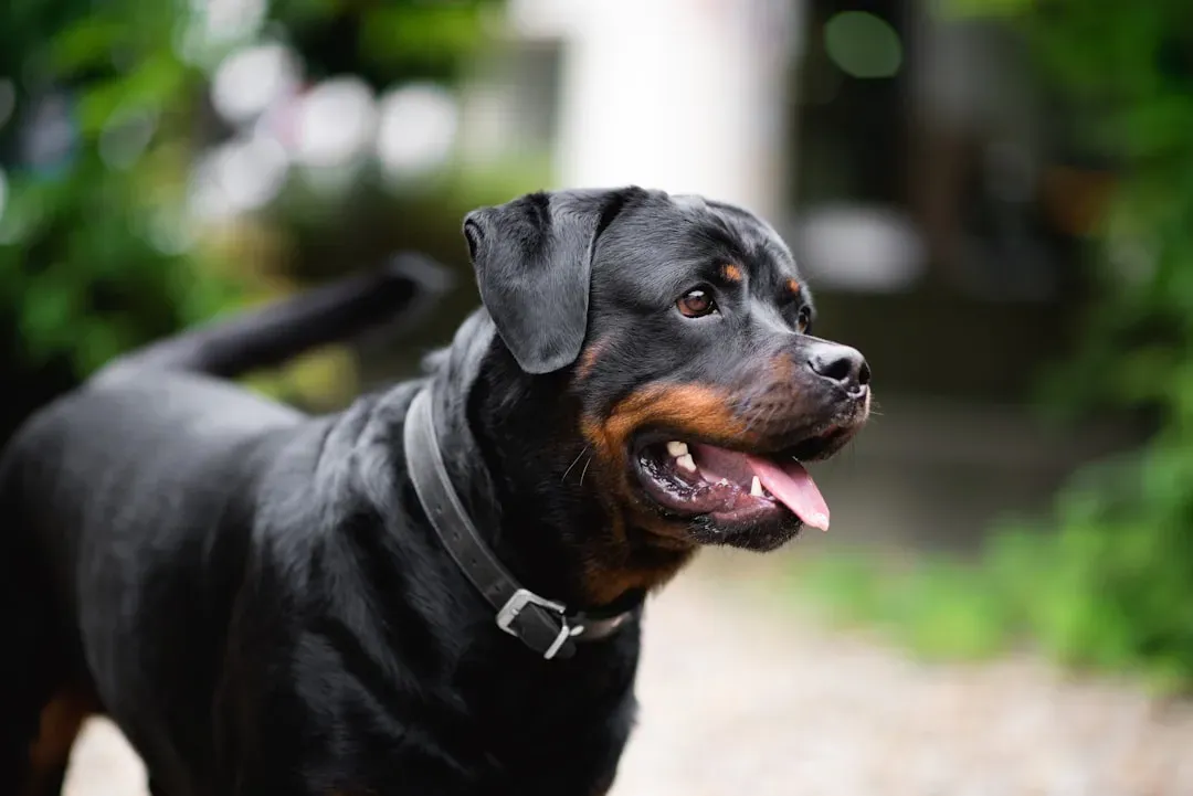 2. Rottweiler: The Misunderstood Gentle Guardian (Image Credits: Unsplash)