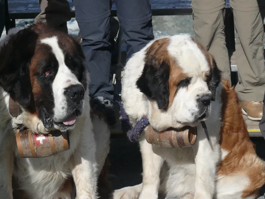 The Saint Bernard: Gentle Giants With Zero Guarding Instinct (Image Credits: Flickr)