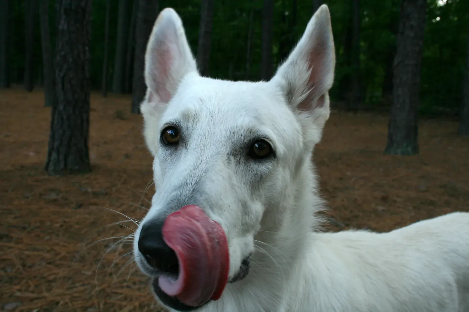 #3: Lip Licking When There's No Food Around (By Ildar Sagdejev (Specious), CC BY-SA 4.0)