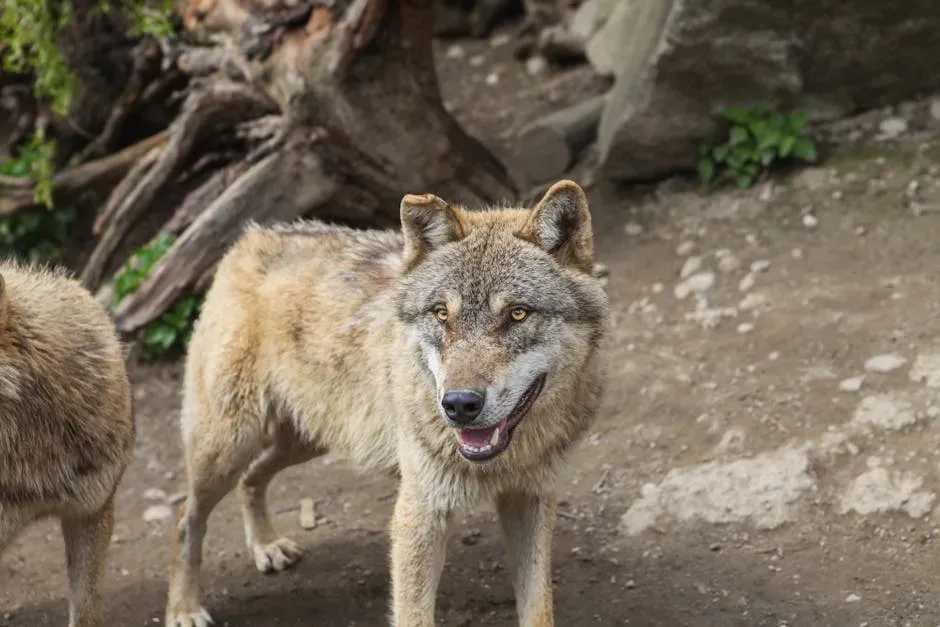#7. Libra - The Omega Wolf (Image Credits: Pexels)