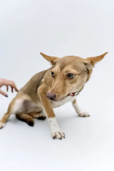 PTSD Symptoms Appear in Dogs (Image Credits: Pexels)