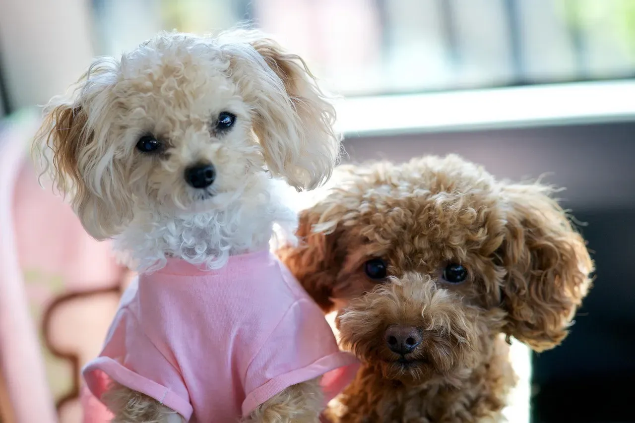 8. Toy Poodle: Gentle Genius in a Small Package (Image Credits: Pixabay)