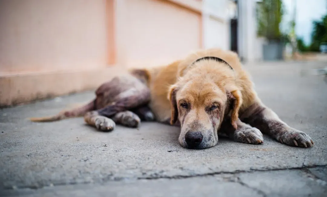 4. Skin Infections: Bacterial and Fungal Flare-Ups (Image Credits: Unsplash)