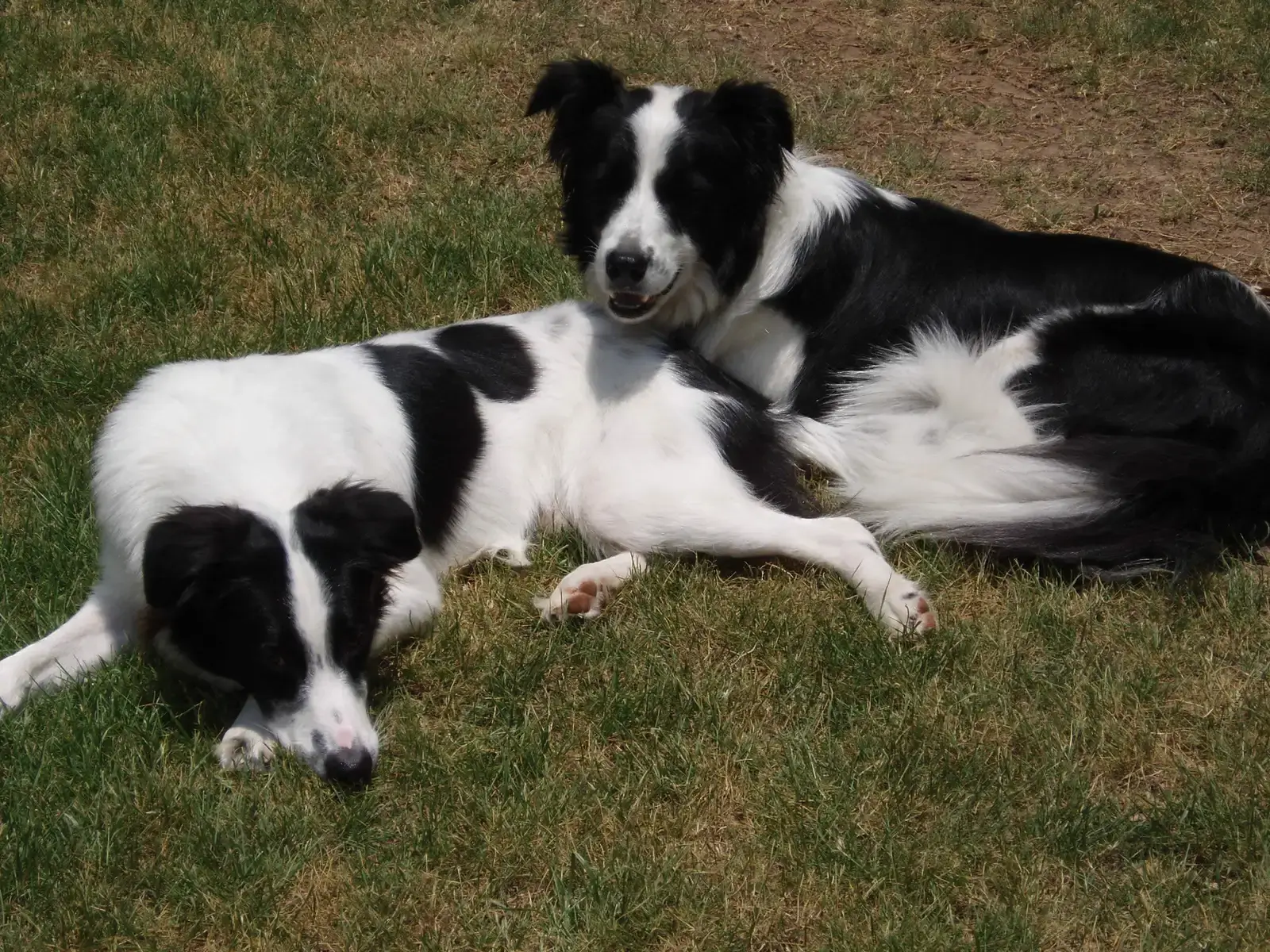 13. Border Collies (Image Credits: Wikimedia)