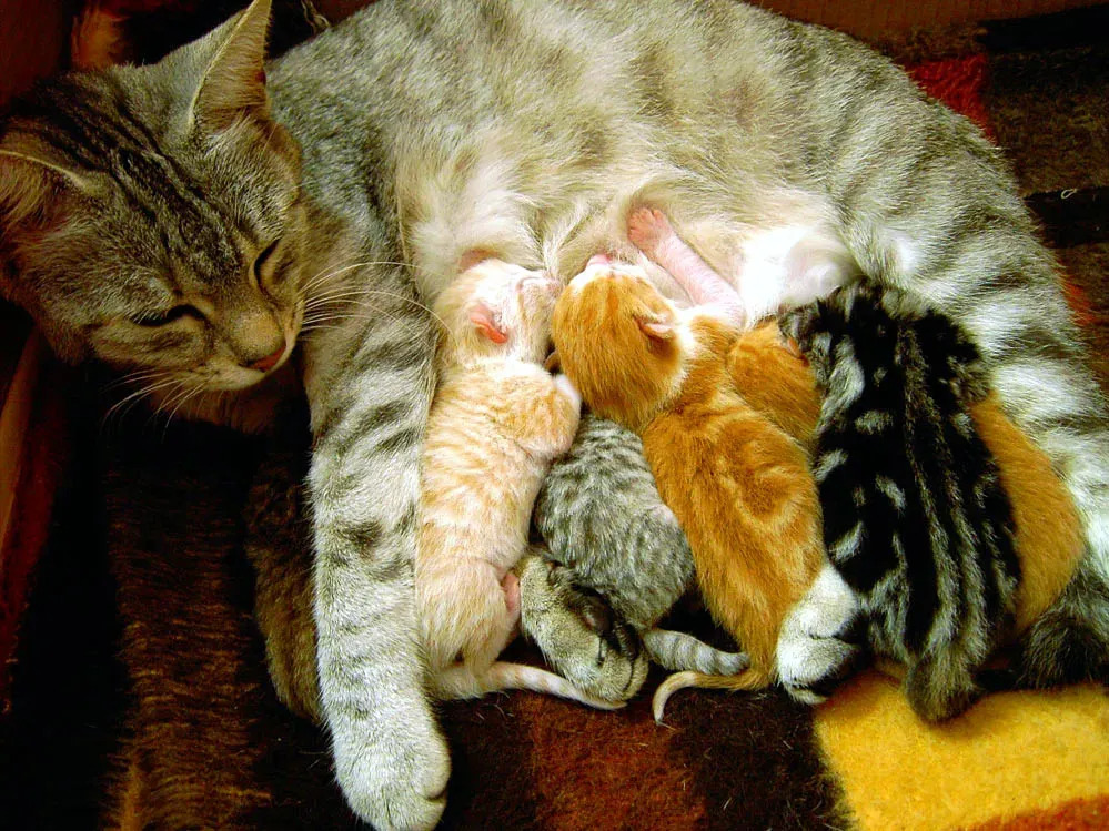 The Instinct Born in Kittenhood (By Stephanb, CC BY-SA 3.0)