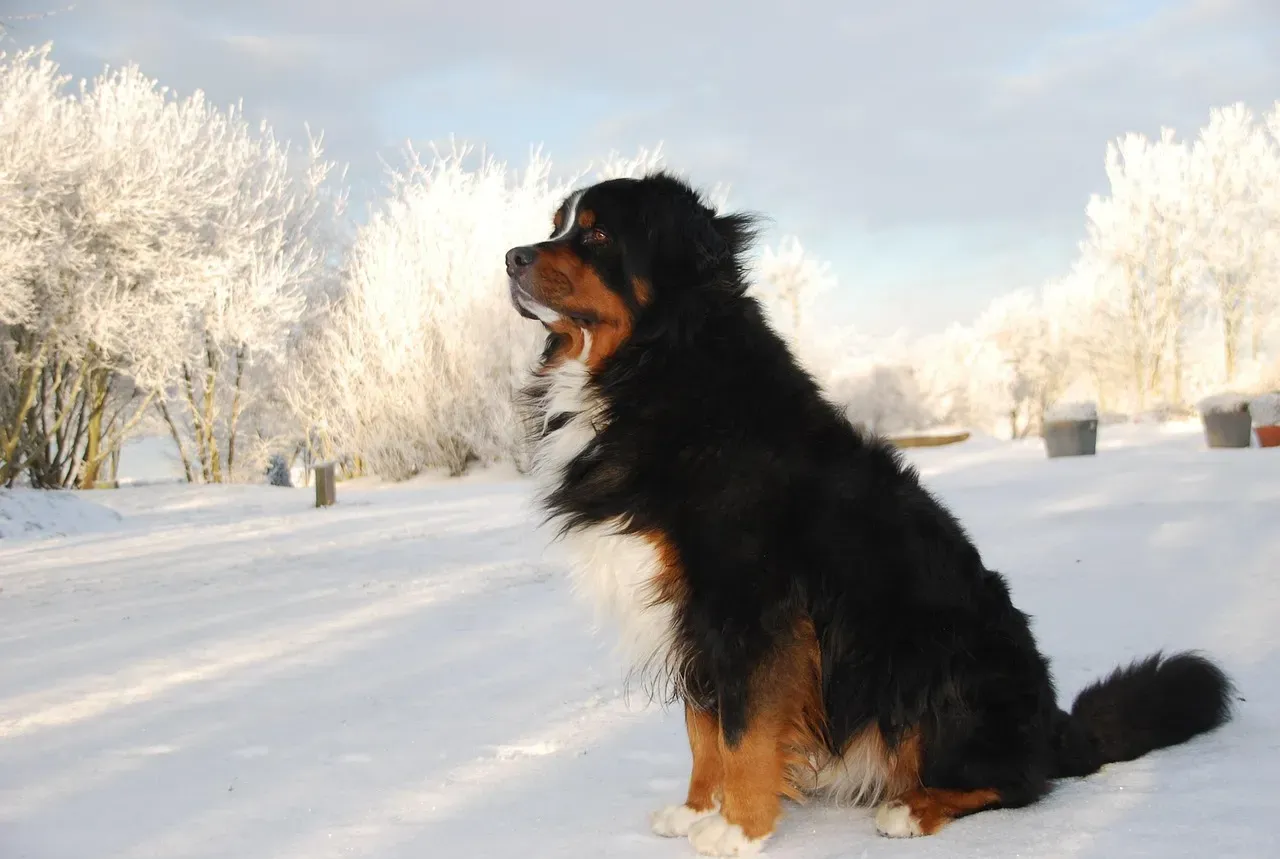 4. Bernese Mountain Dog: The Gentle Giant Who Was Made for Minnesota (Image Credits: Pixabay)