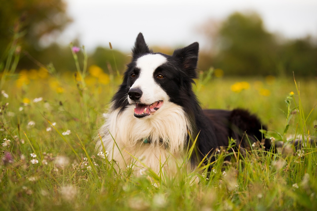 Border Collie: The Overachiever Who Never Takes a Break (Image Credits: Pixabay)