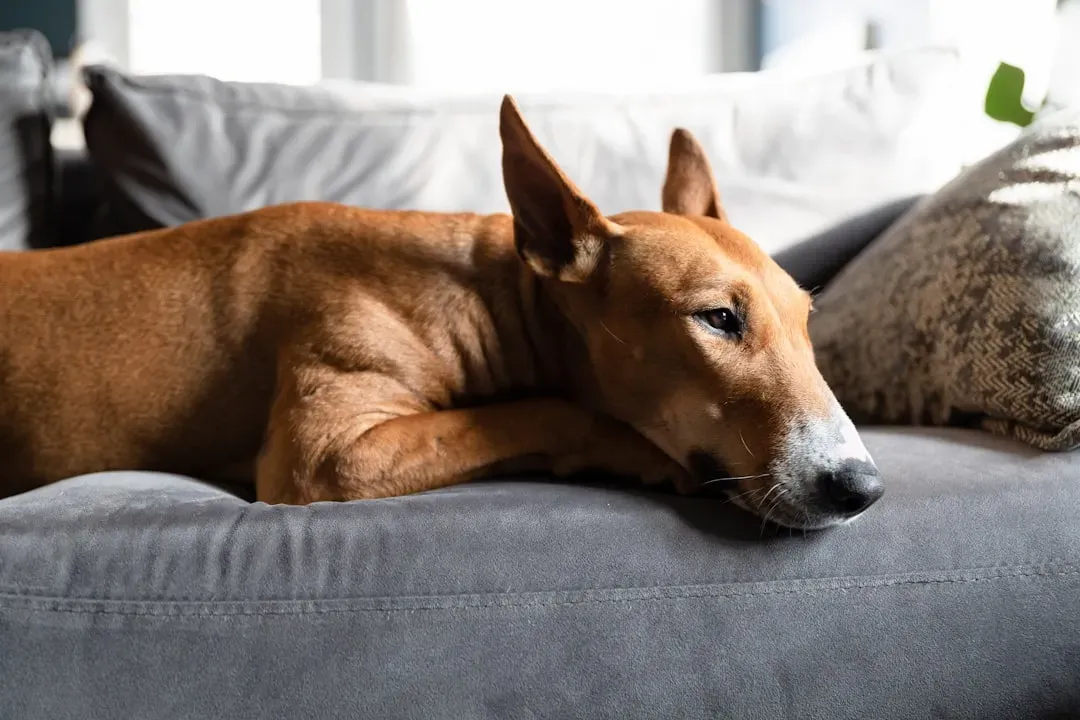 The Science of Stress Relief Is on Your Dog's Side (Image Credits: Unsplash)