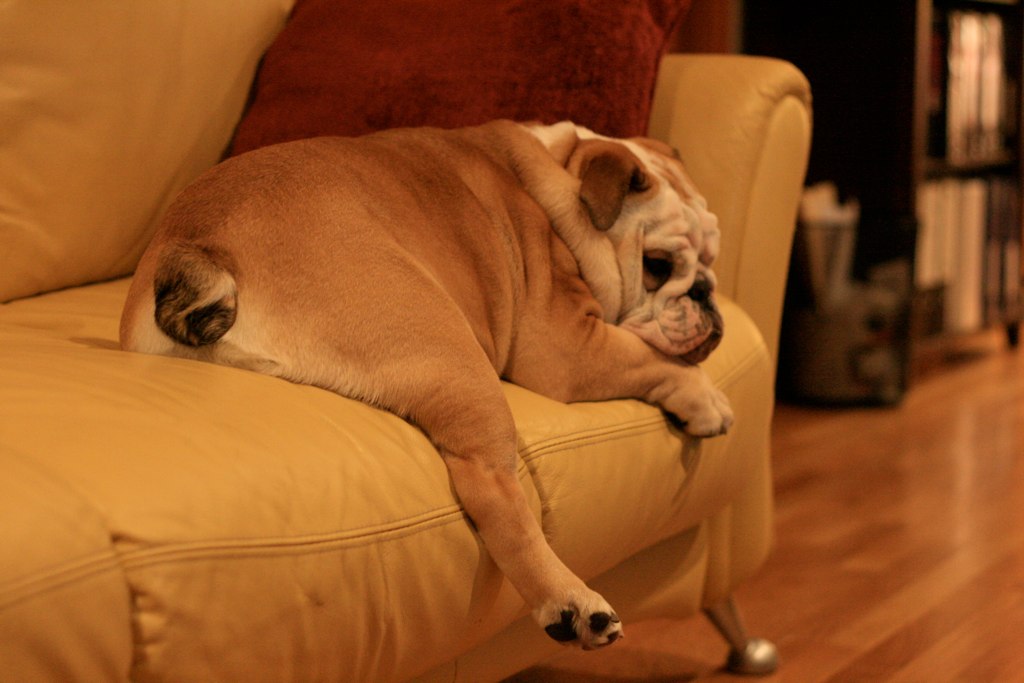 English Bulldog: The Immovable Object (Image Credits: Flickr)