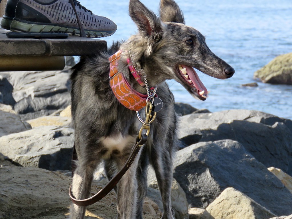 Aquarius Dogs: The Independent Thinkers (Image Credits: Flickr)