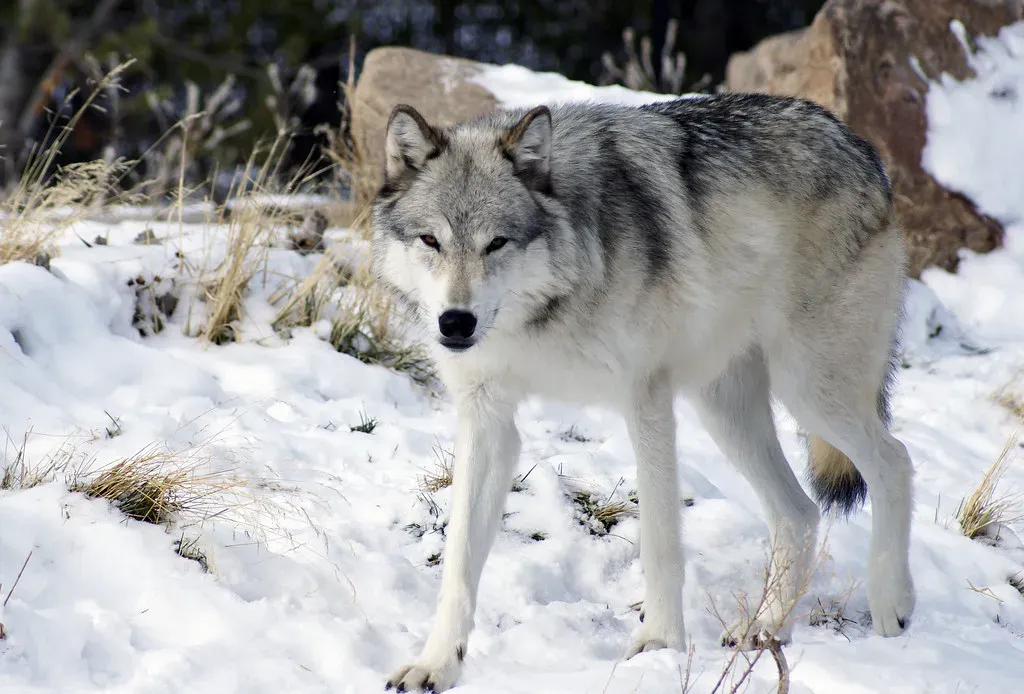 Conclusion: Your Inner Canine Is Your Hidden Advantage (OnyxDog86, Flickr, CC BY 2.0)