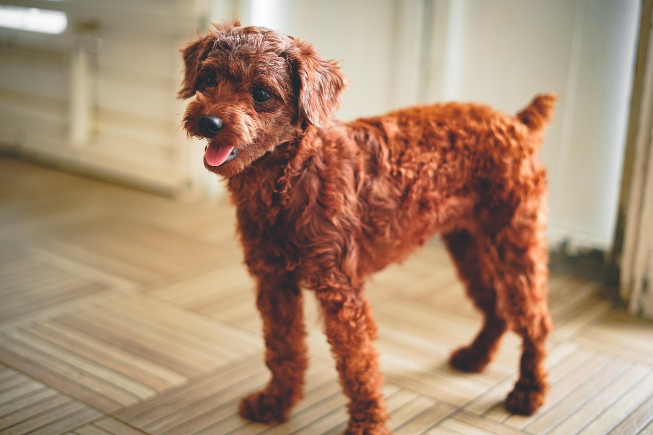 The Happy Tail Wag That Speaks Volumes (Image Credits: Pixabay)