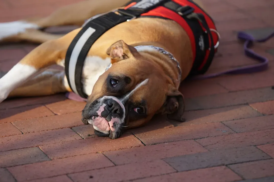 4. Boxer (Image Credits: Unsplash)