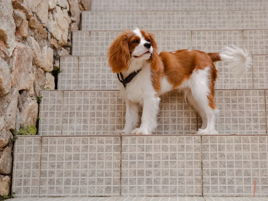 Cavalier King Charles Spaniel: Soft-Faced, Soft-Hearted “Baby” (Image Credits: Unsplash)