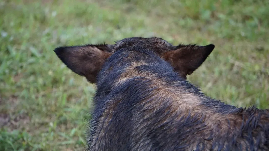 4. Pinned-Back or Flattened Ears (Image Credits: Unsplash)