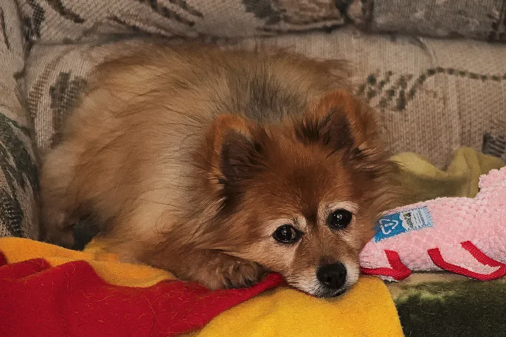#11: Senior Pets Need More Than Just “Watchful Waiting” (A Guy Named Nyal, Flickr, CC BY-SA 2.0)