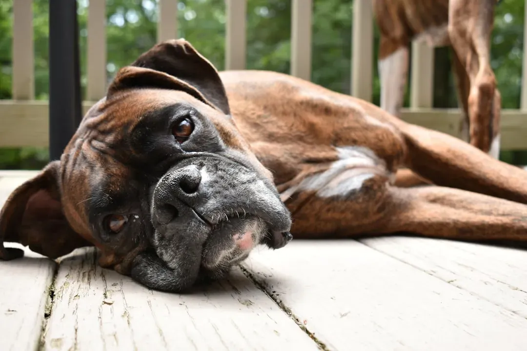 Boxer (Image Credits: Unsplash)