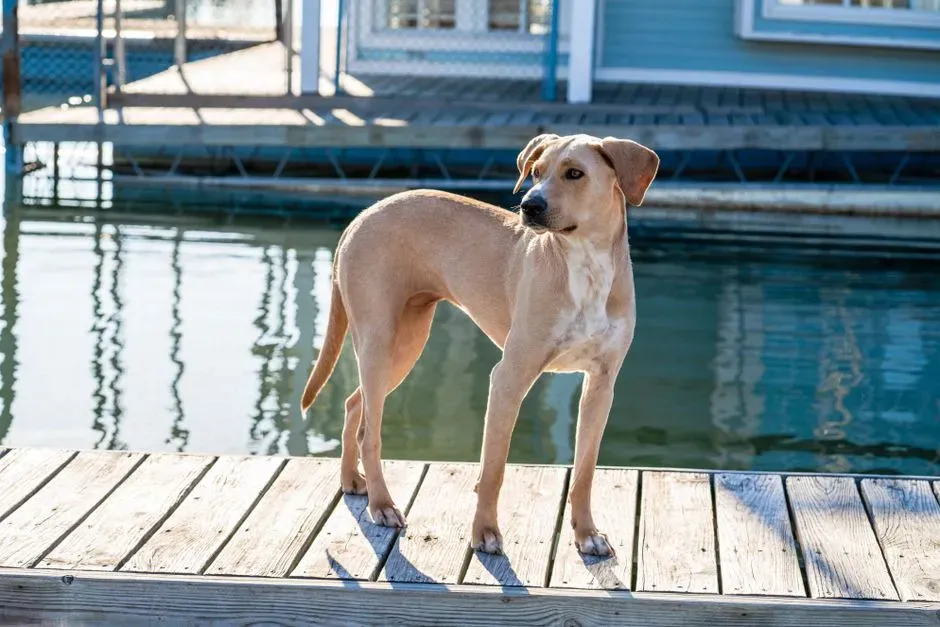 Texas: Big State, Big Love For Big Dogs (Image Credits: Pexels)
