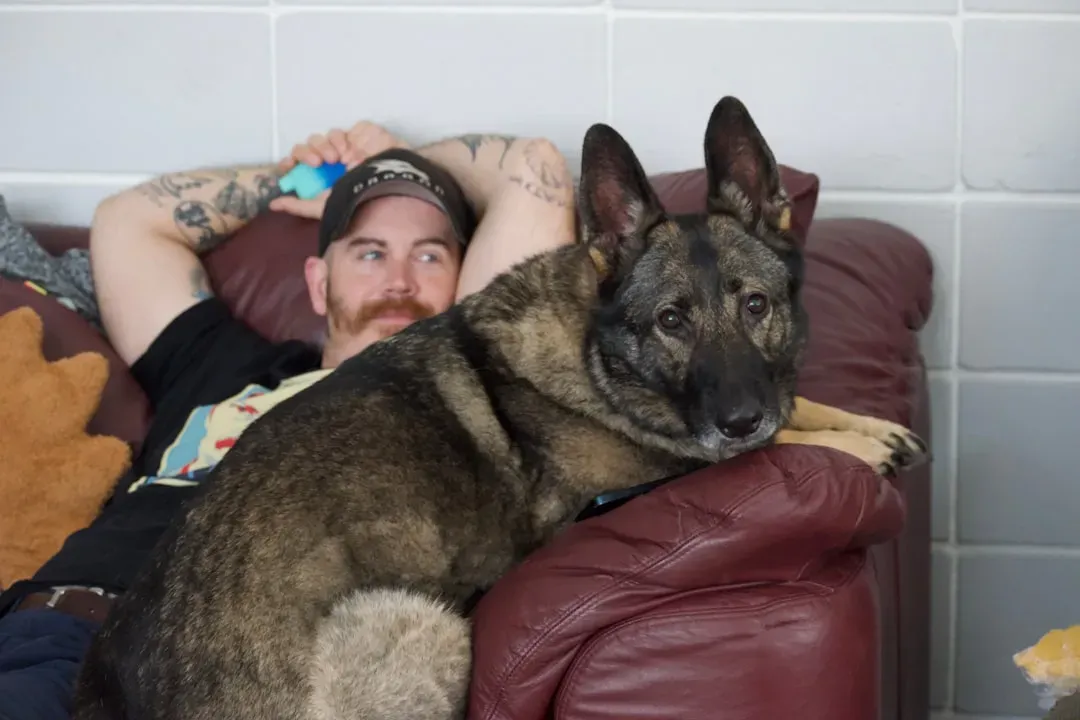 Living the Large Lap Dog Life (Image Credits: Unsplash)