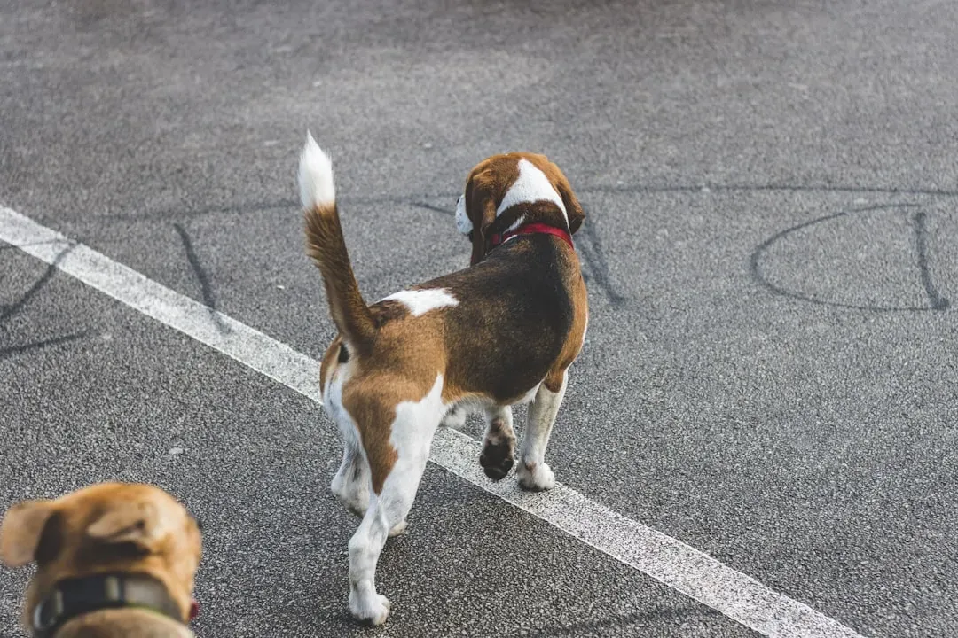 Reading the Whole Picture: Tail Language in Context (Image Credits: Unsplash)