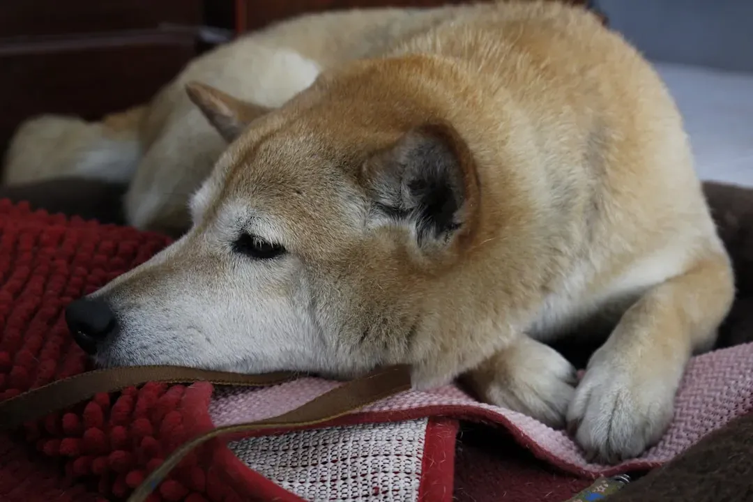 #2 Shiba Inu - Independent but Aware (Image Credits: Unsplash)