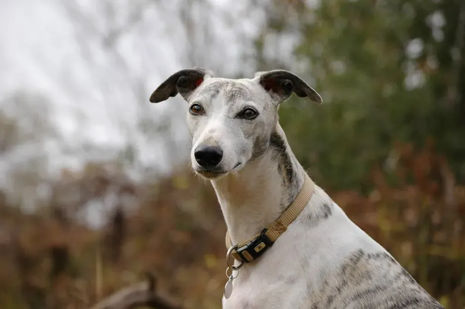 #11. Greyhound (Image Credits: Pexels)