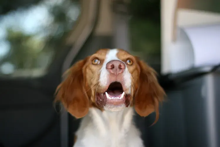 Conclusion: The Right Dog Is Not A Cure - But It Can Be A Turning Point (Image Credits: Flickr)