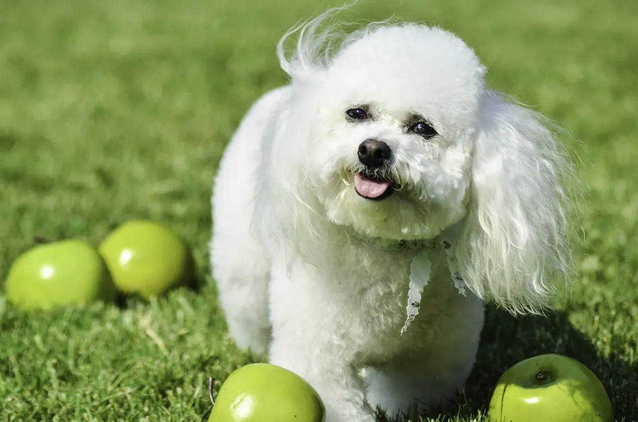 9. Bichon Frise: A Little Cloud of Pure Joy (Image Credits: Pixabay)