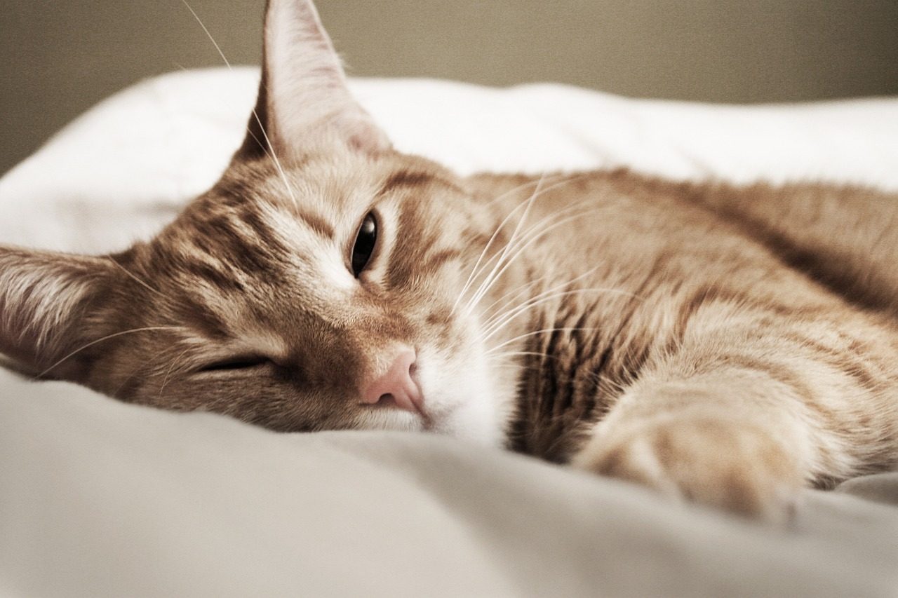 What You Can Do to Help Your Cat Cope (Image Credits: Pixabay)