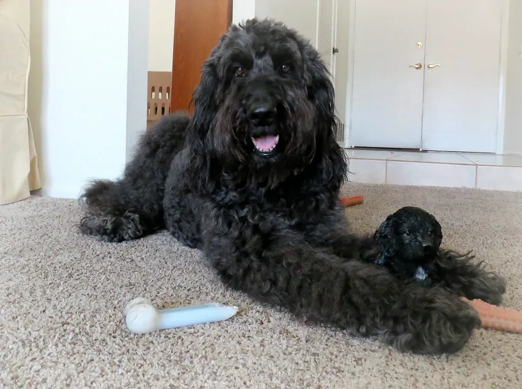 What Your Dog Is Actually Telling You Through That Stare (Image Credits: Flickr)