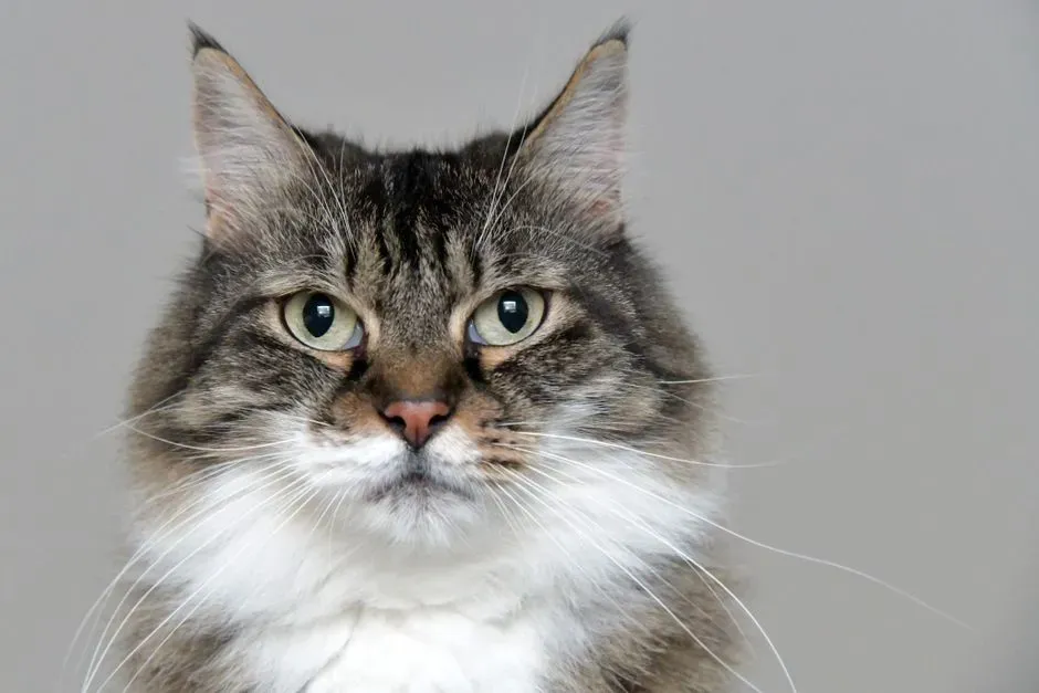 6. Spay or neuter to cut future medical and behavioral costs (Image Credits: Pexels)