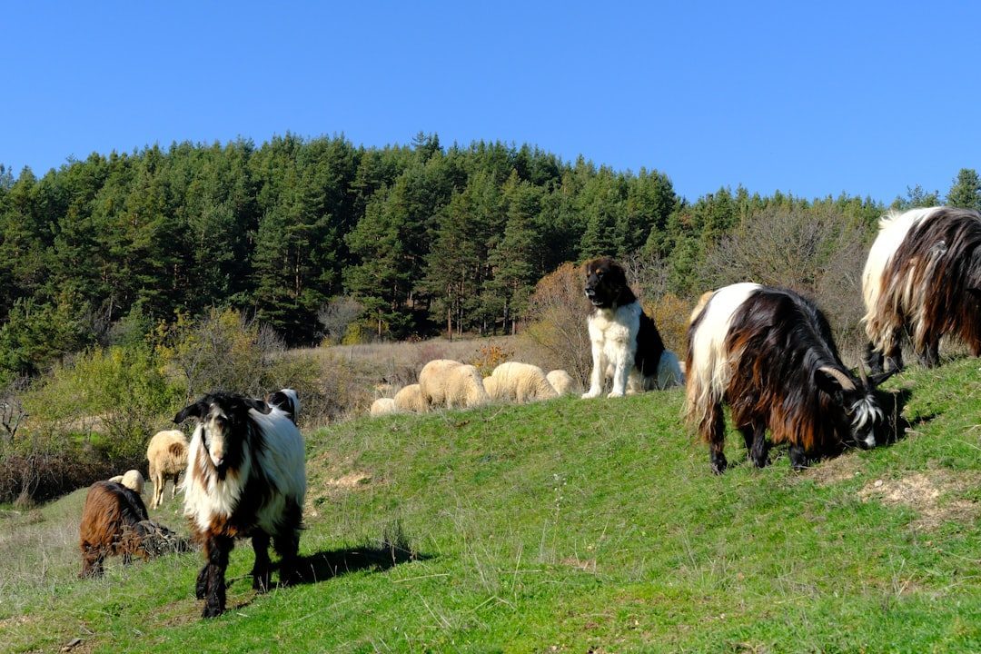 The Ancient Blueprint in Your Dog's DNA (Image Credits: Unsplash)