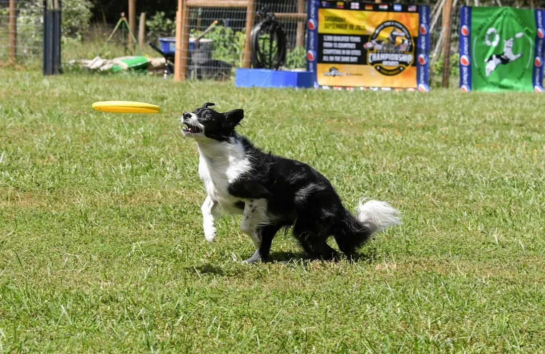 Border Collies: Brilliant But Destructive (Image Credits: Unsplash)