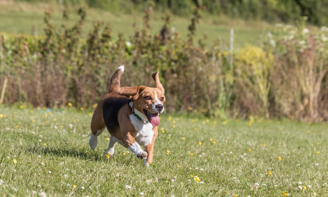Beagles: Happy-Go-Lucky Optimists (Image Credits: Unsplash)