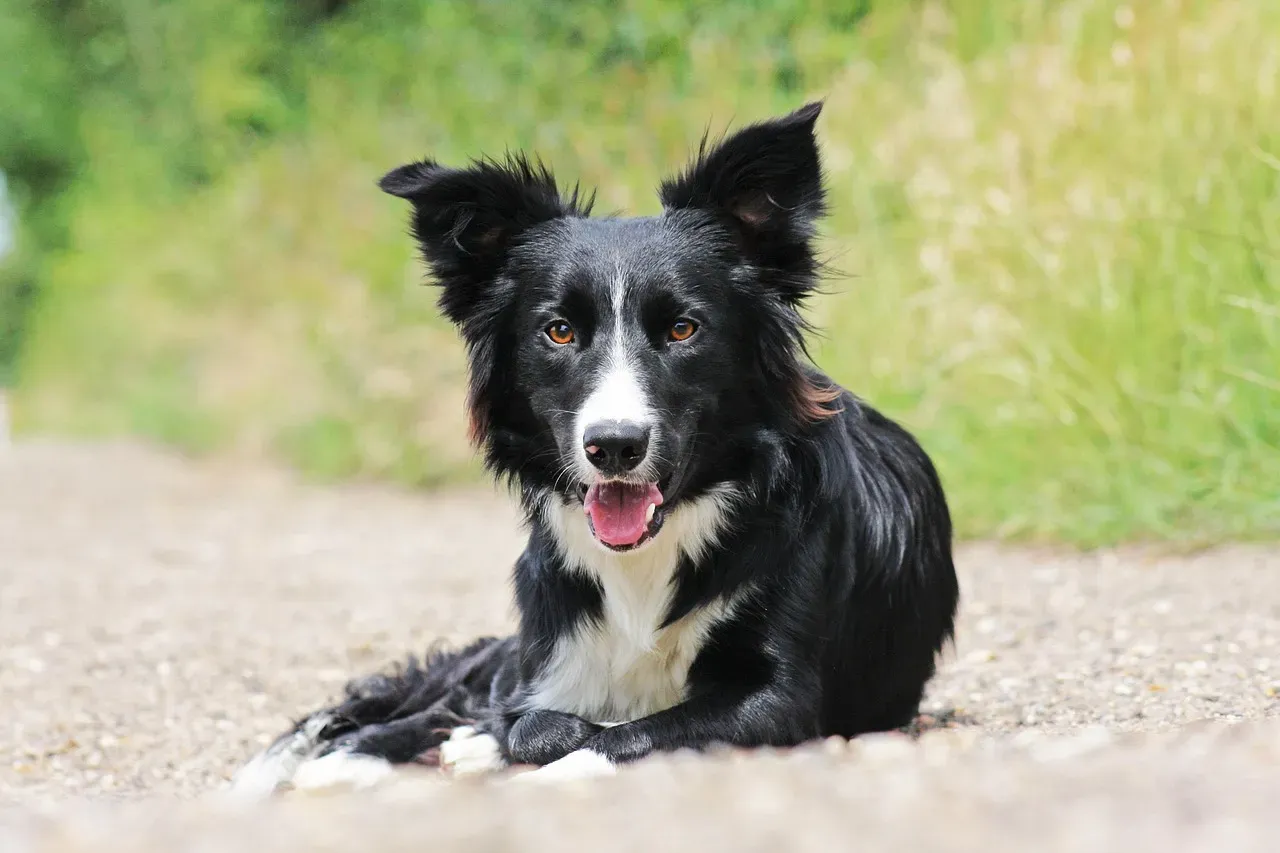 Border Collie: The Overachiever Who Thinks Your Life Is Under-Managed (Image Credits: Pixabay)