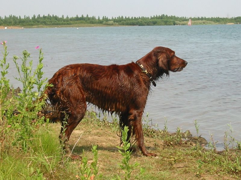 Irish Setter (Image Credits: Wikimedia)