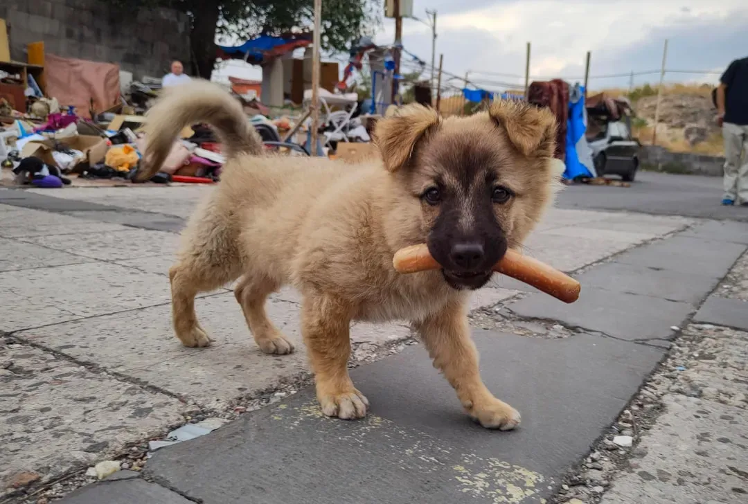 Puppies Actually Have to Learn How to Wag (Image Credits: Unsplash)