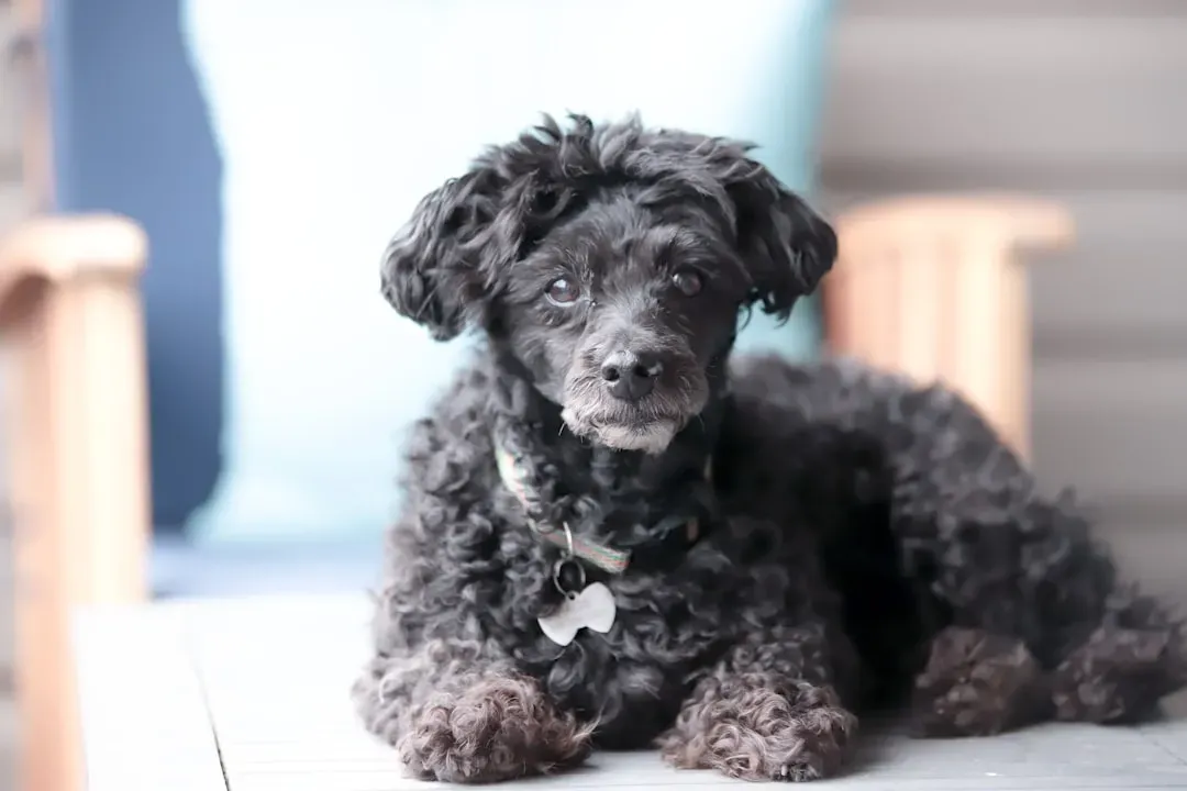 #1 - Senior Poodle: The Breed Vets Quietly Crown the Sweetest of All (Image Credits: Unsplash)