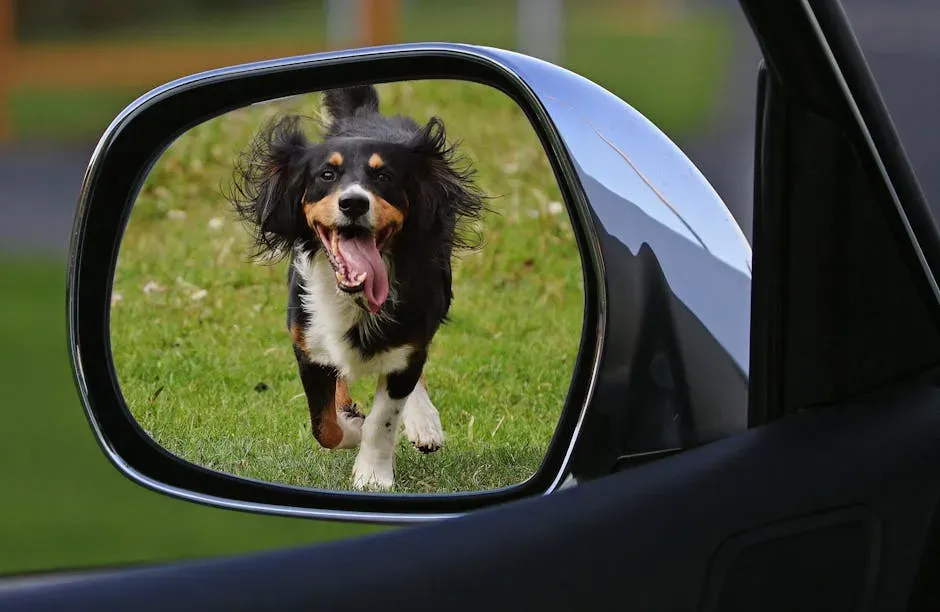 2. Barking at Their Own Reflection in the Mirror (Image Credits: Pexels)