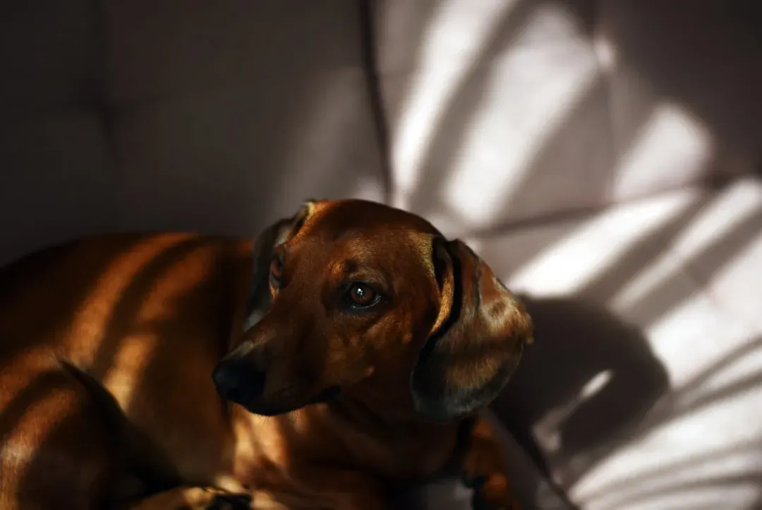 #10. Dachshund (Image Credits: Unsplash)