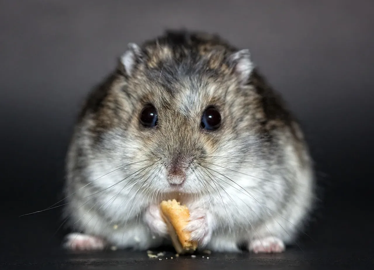 They Stretch, Yawn, And “Flop” Comfortably (Image Credits: Pixabay)