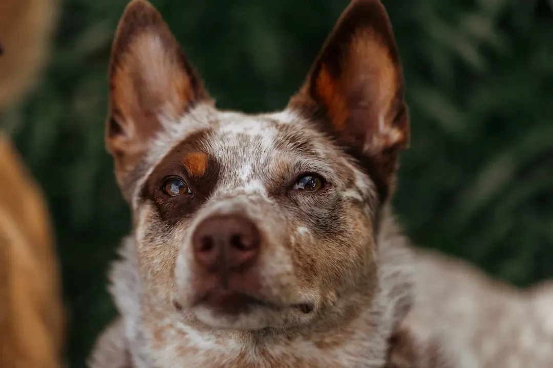6. They Bond Deeply to “Their People” and Can Be Surprisingly Aloof With Others (Image Credits: Unsplash)
