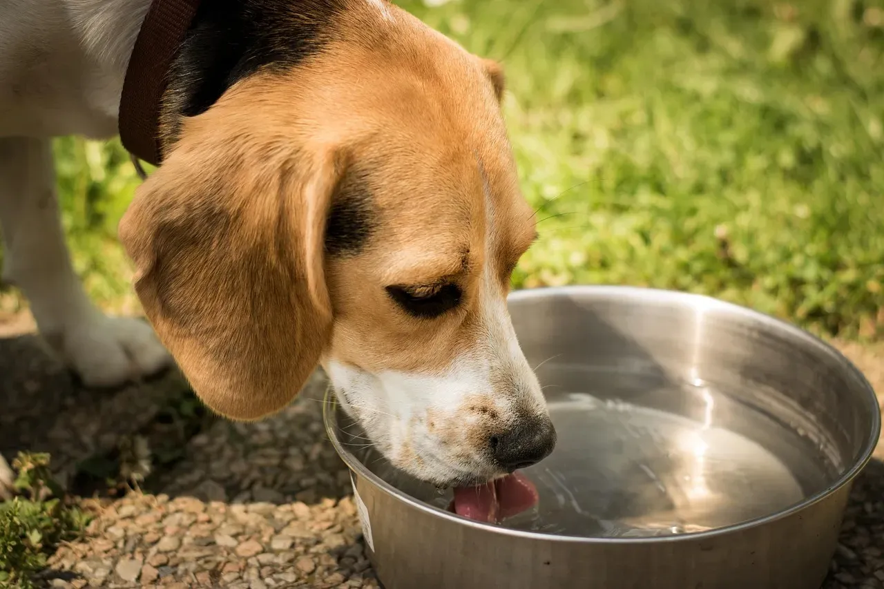 #11 - The Water Bowl Clues: Either Flooding It Or Suddenly Ignoring It (Image Credits: Pixabay)